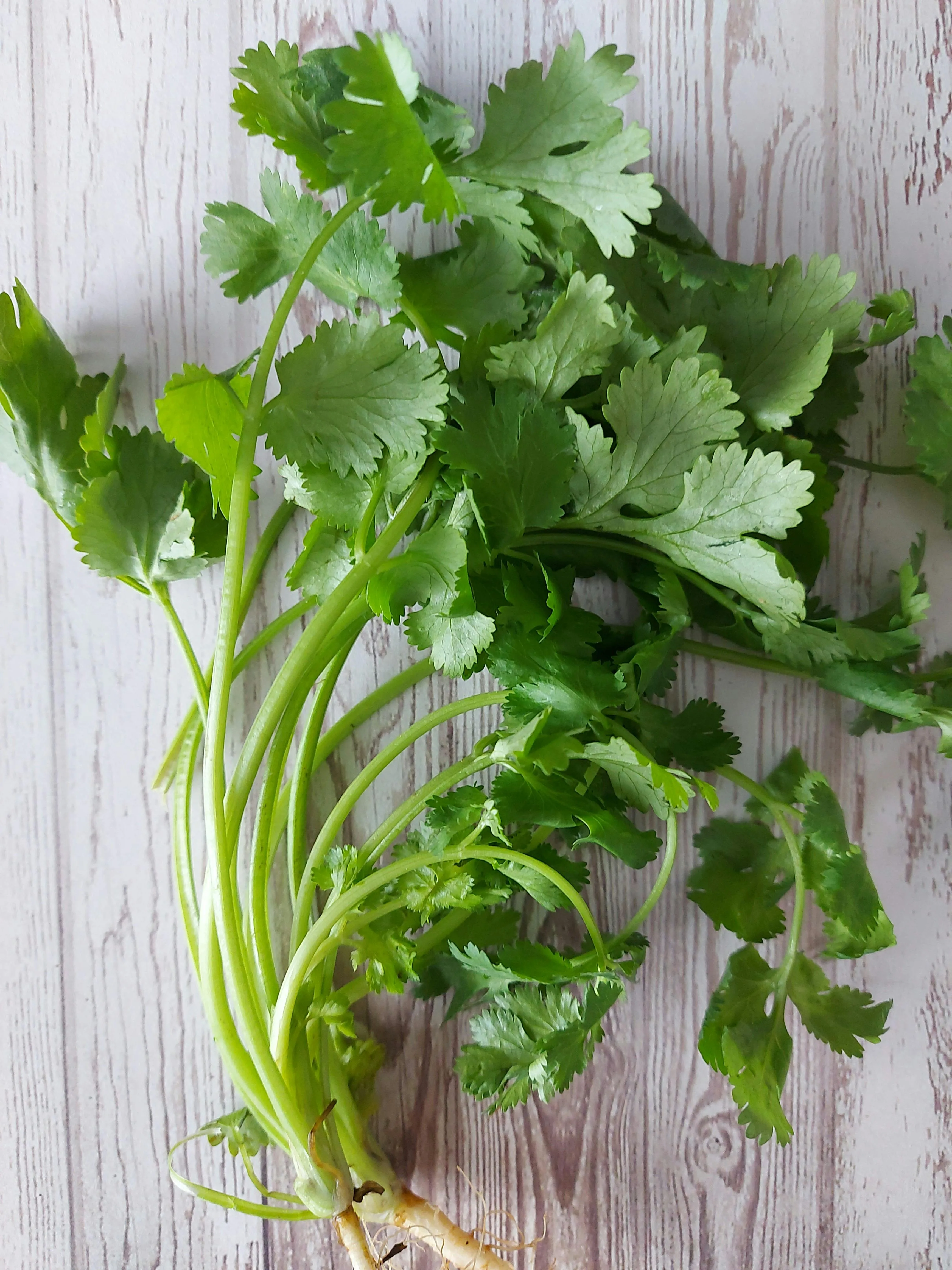 Fresh Coriander