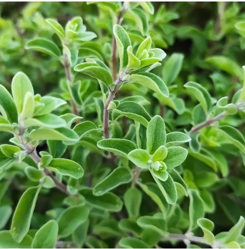 Fresh Marjoram
