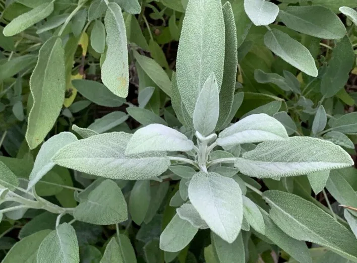 Fresh Sage