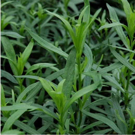 Fresh Tarragon