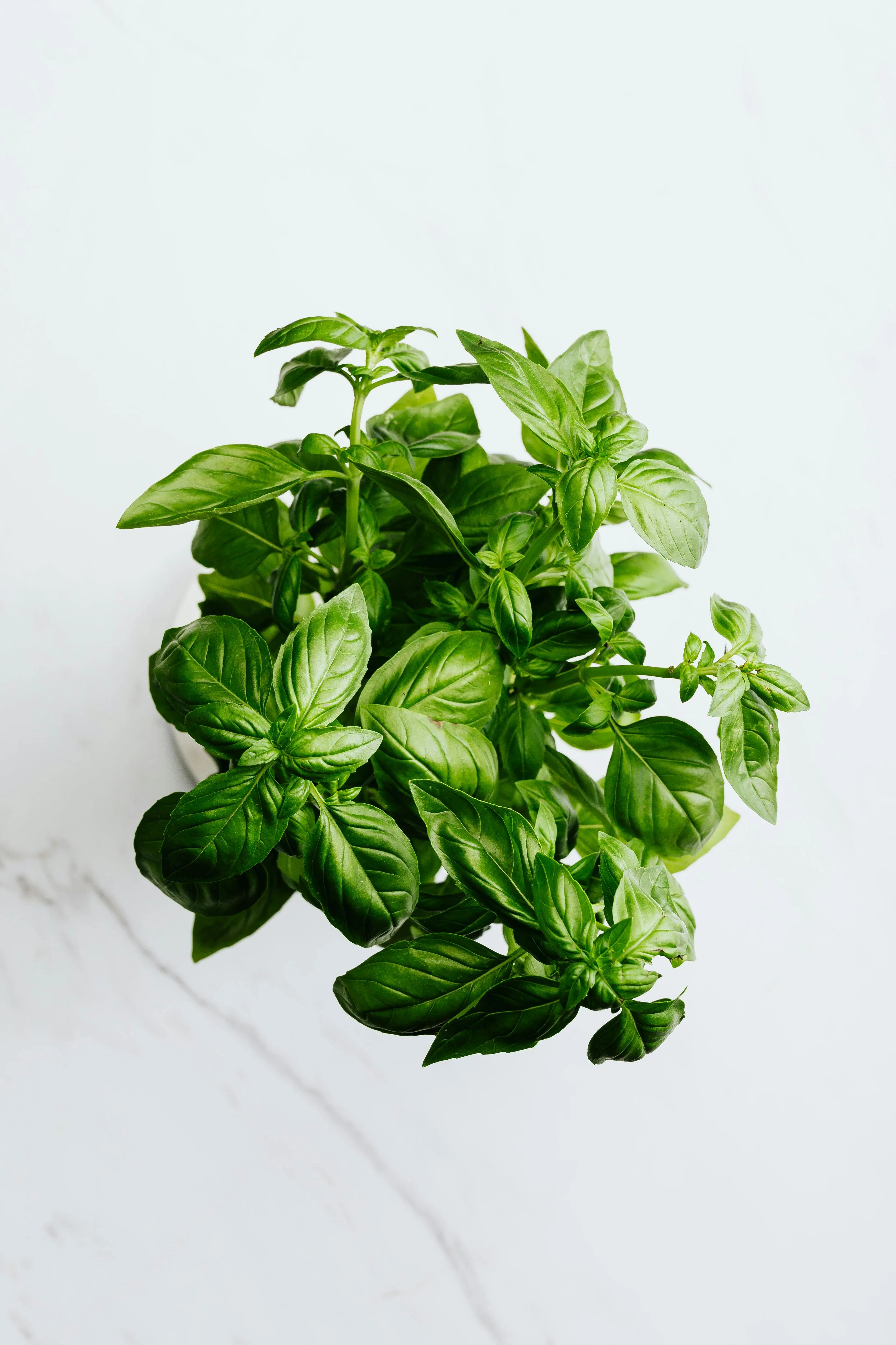Fresh Basil