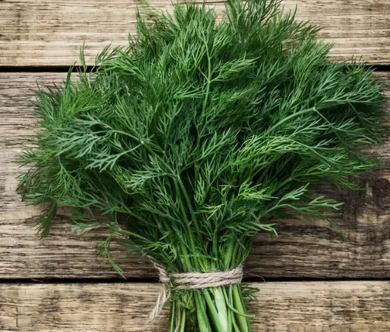 Fresh Dill