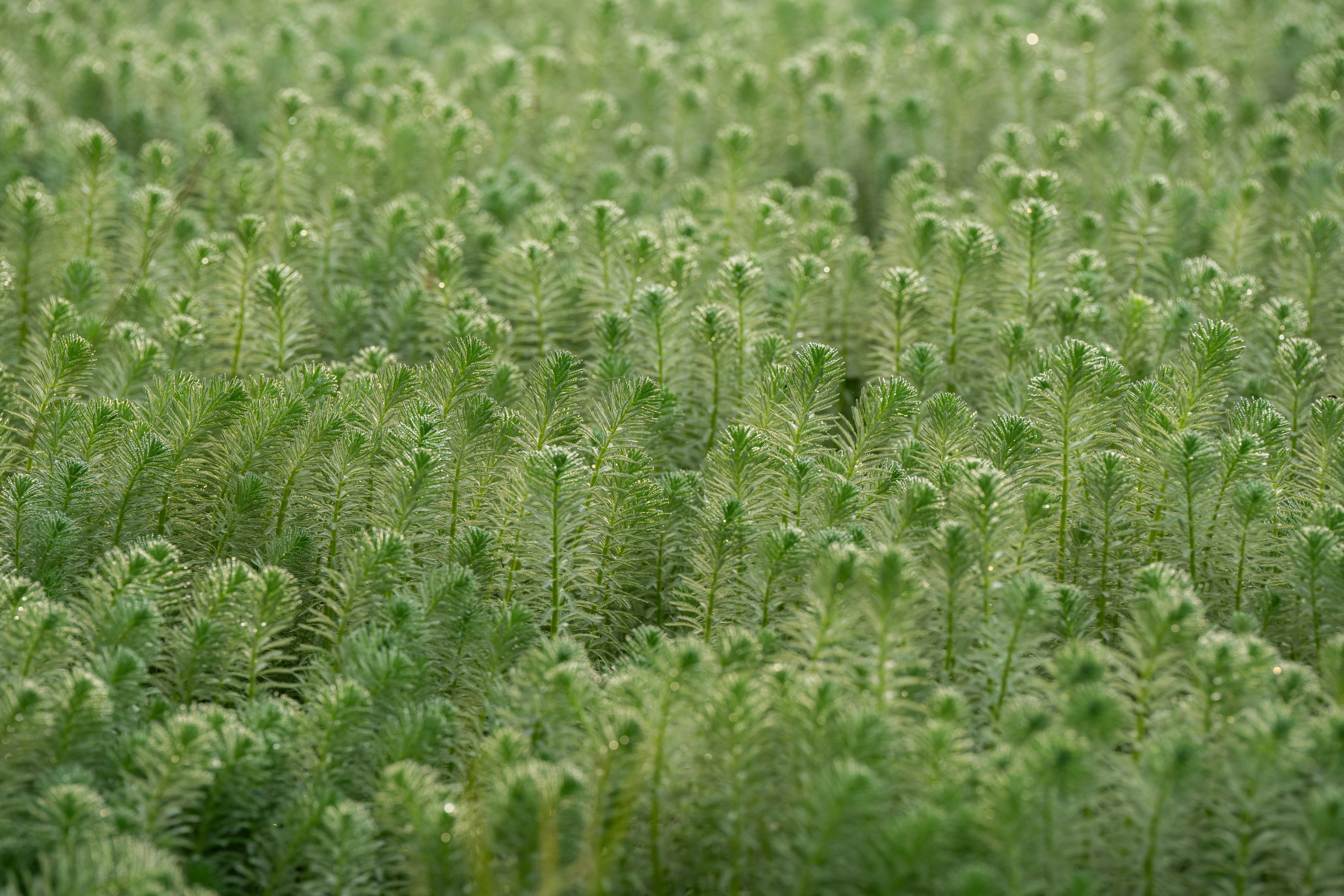 Mint herb field