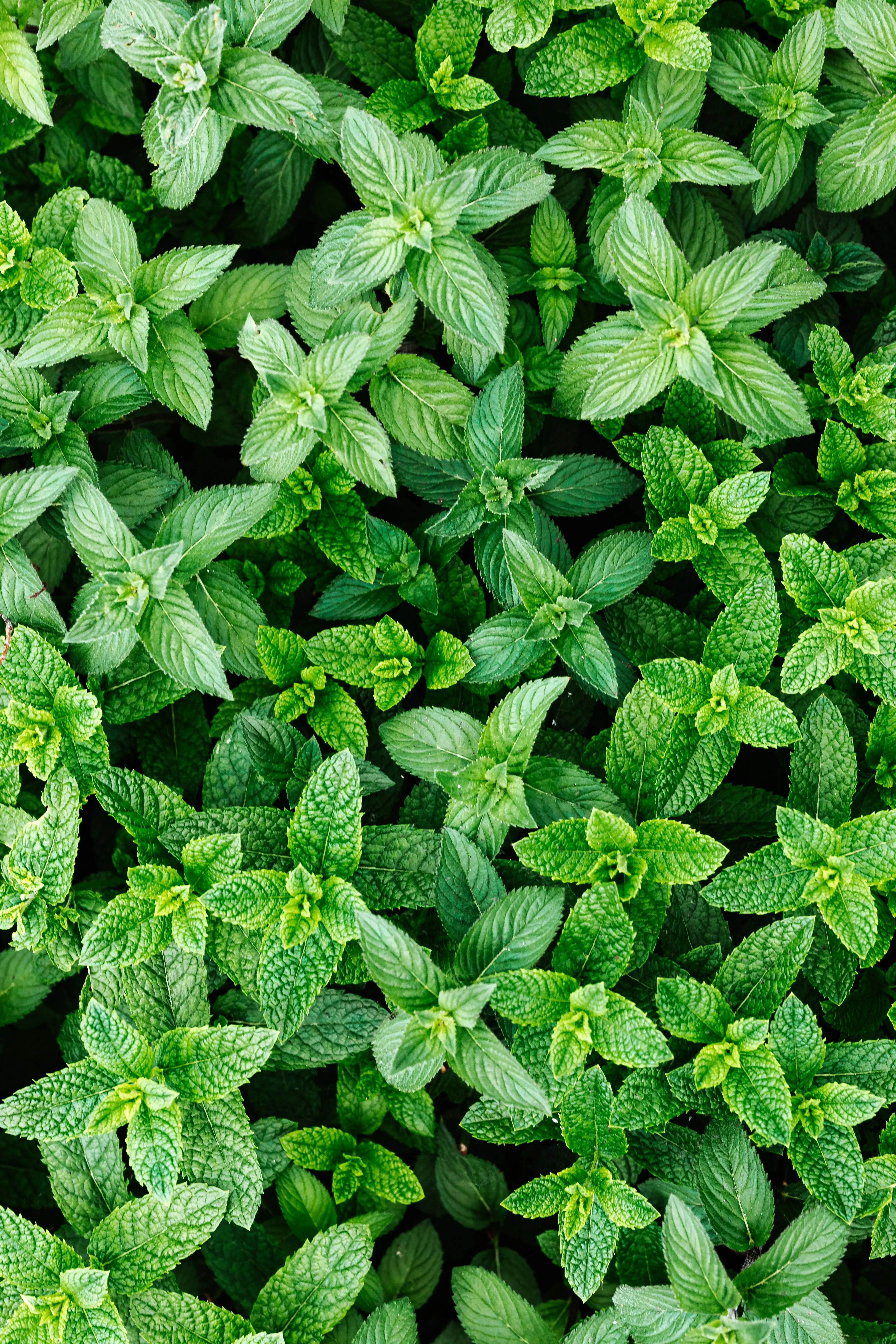 Fresh Mint