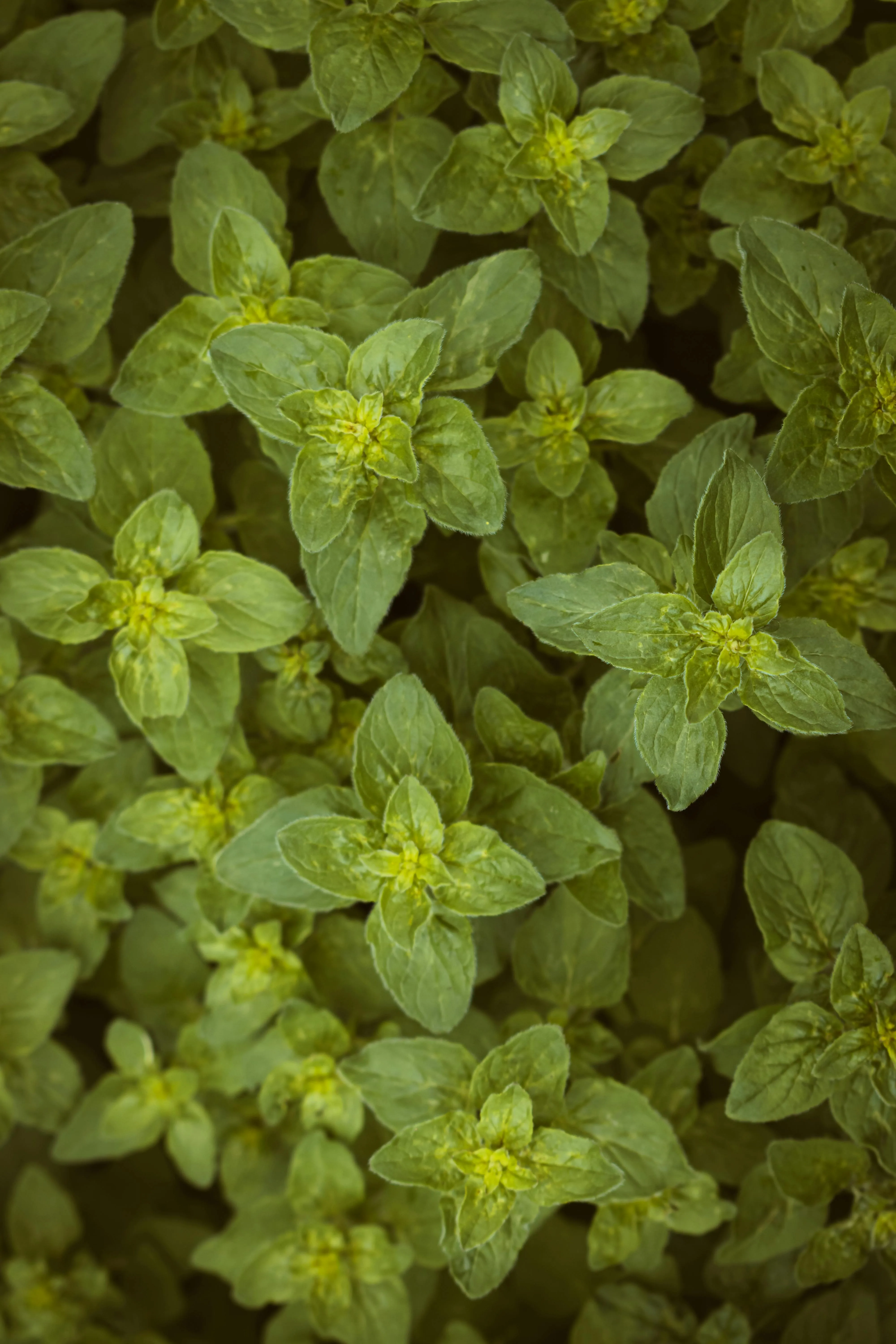 Fresh Oregano