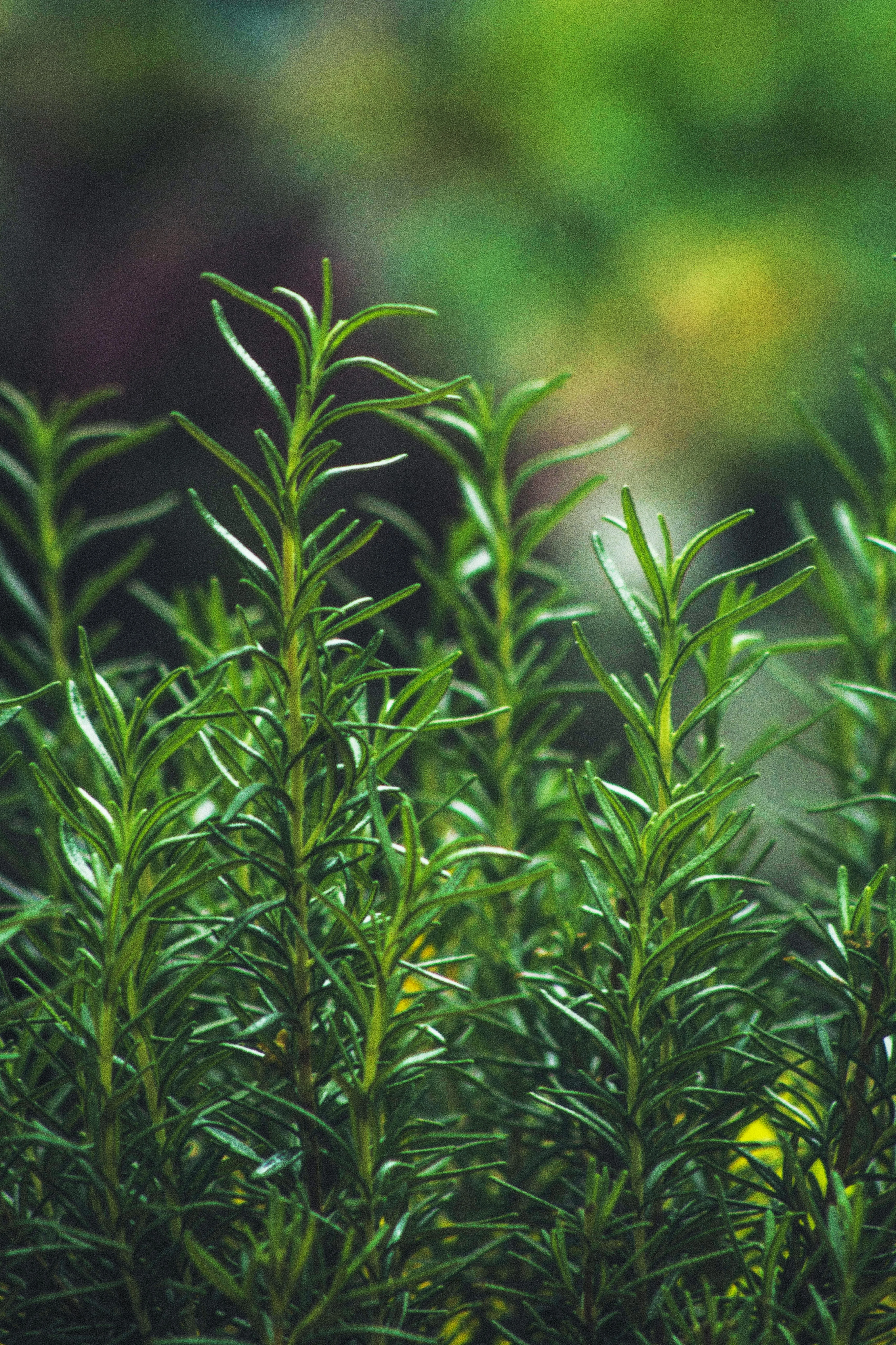 La Satarah Limited Premium Herbs