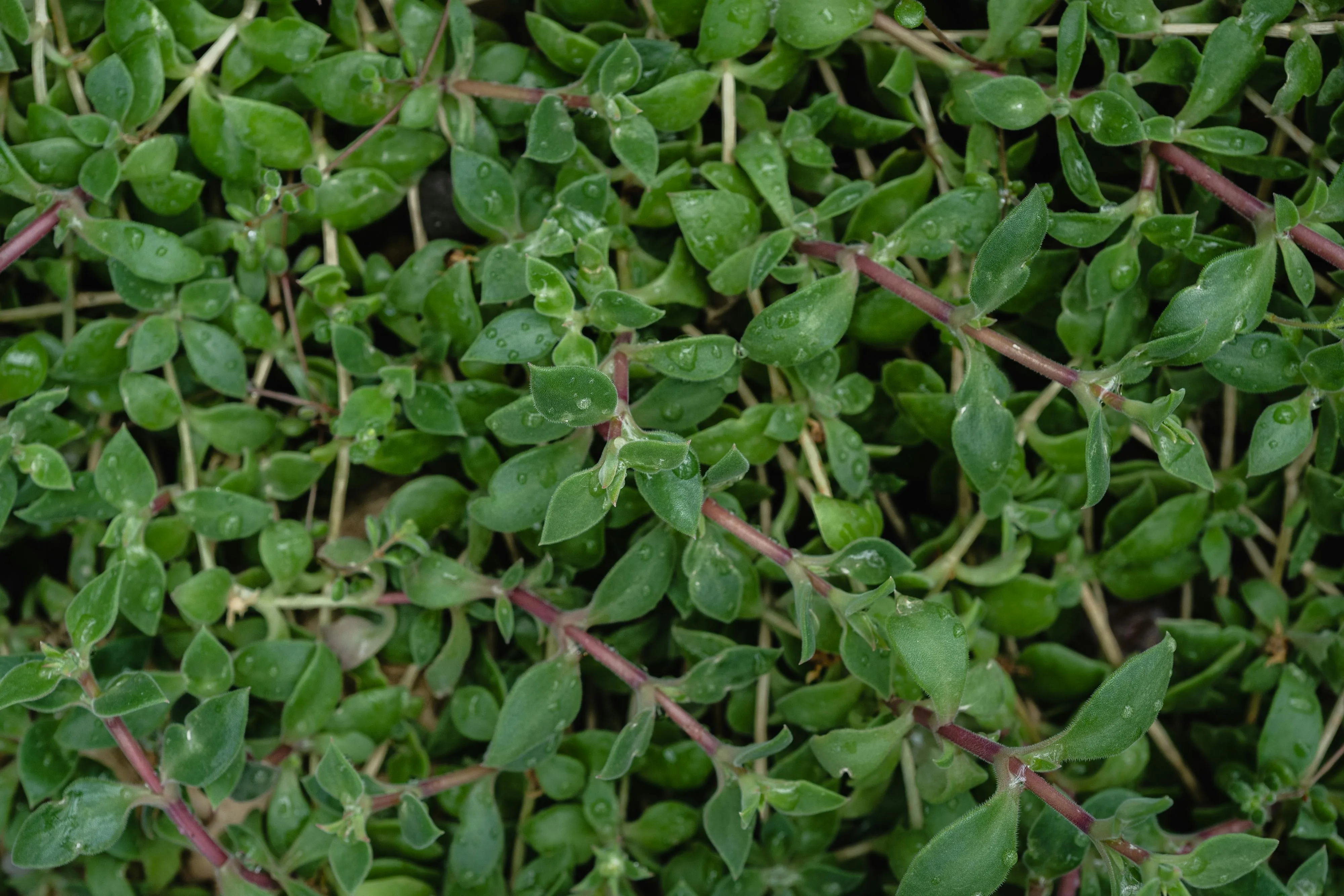 Fresh Thyme